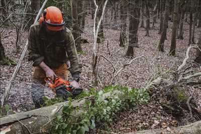 Exemple Abattage d’arbre n°773 zone Alpes-Maritimes par Peter