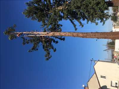Photo élagueur d’arbre n°847 dans le département 82 par Claude