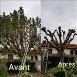 Photo élagueur d’arbre n°874 à Péronne par johnny