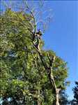 Photo élagueur d’arbre n°880 zone Nièvre par Clement