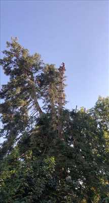 Exemple élagueur d’arbre n°881 zone Nièvre par Clement