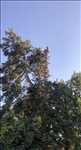 Exemple élagueur d’arbre n°881 zone Nièvre par Clement