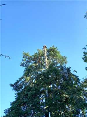 Photo élagueur d’arbre n°882 à Clamecy par Clement