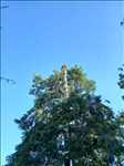 Photo élagueur d’arbre n°882 à Nevers par Clement