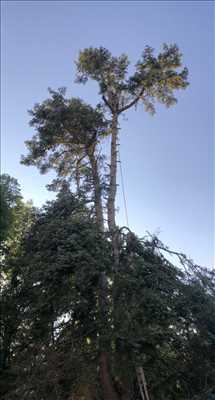 Photo élagueur d’arbre n°883 dans le département 58 par Clement