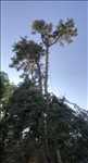 Photo élagueur d’arbre n°883 dans le département 58 par Clement