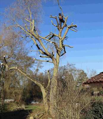 Photo élagueur d’arbre n°892 zone Haute-Garonne par Mario