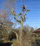 Photo élagueur d’arbre n°892 zone Haute-Garonne par Mario