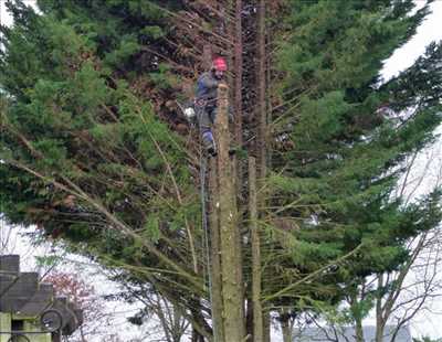 Photo élagueur d’arbre n°894 à Carcassonne par Mario