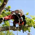 Exemple Elagage d’arbre n°9 zone Haute-Garonne par Dylan 