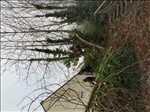 Photo élagueur d’arbre n°940 zone Finistère par LES JARDINIERS BRETONS