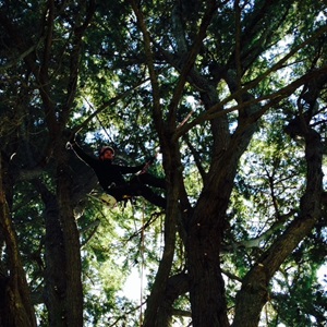 Elague Tout, un élagueur d’arbre à Pau