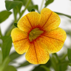 SARL HORTI SOLOGNE, un jardinier à Châteauroux
