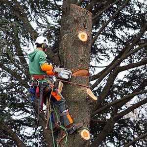 GODICHE JIMMY, un élagueur à Epinal